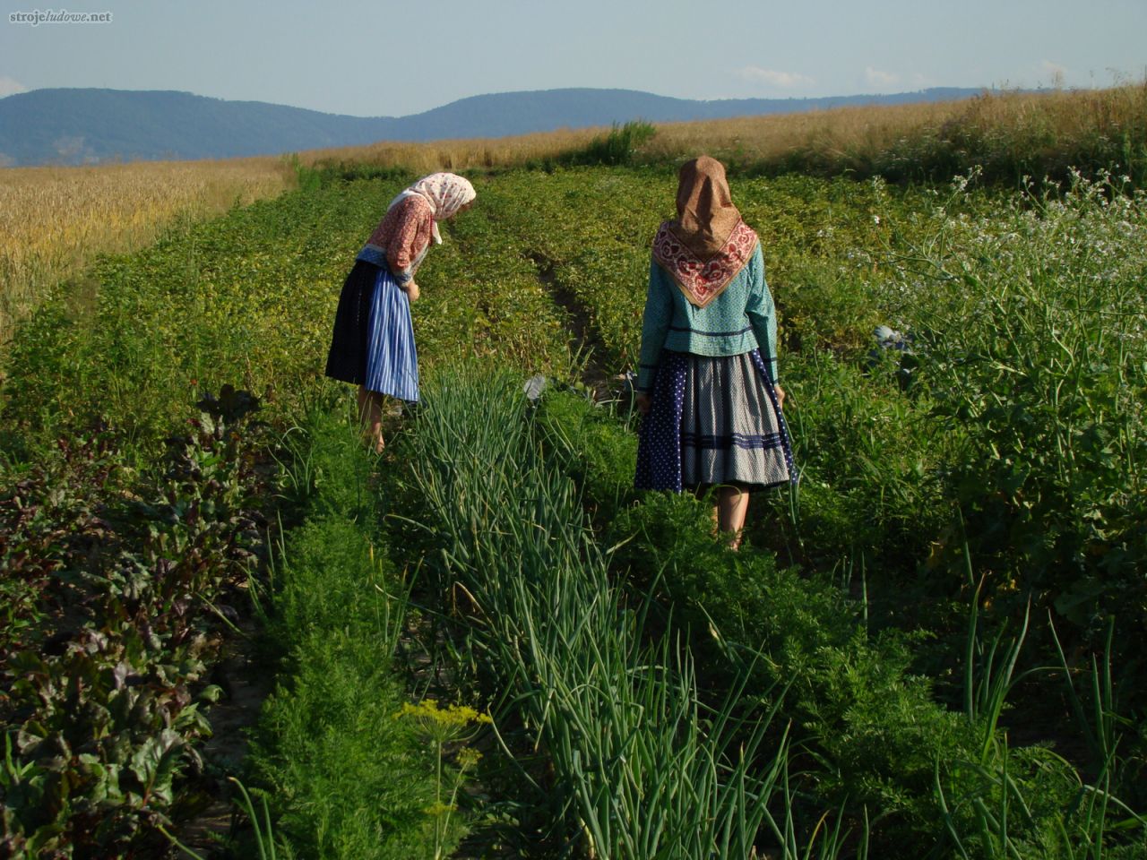 Dziewczęta w przedwojennych strojach codziennych. 2009 r., fot. Tymoteusz Król

Charakterystyczne dla Wilamowianek było ubieranie się w ubiory codzienne o kroju strojów odświętnych i również ozdobione tasiemkami i aplikacjami pasmanteryjnymi. Na szyi nawet do prac w polu wiele kobiet nosiło korale z bursztynu lub później z tworzywa sztucznego. Chodziło o odróżnienie się od polskich i niemieckich kobiet pracujących w polu. Dlatego ubiór ten nazywamy strojem codziennym.
