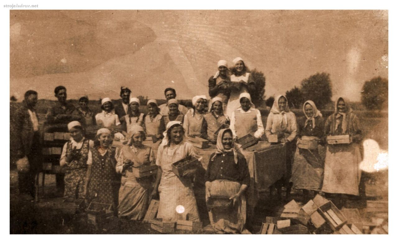 Codzienny ubiór roboczy, praca przy zbiorze chmielu, przed 1939&nbsp;r., ze&nbsp;zbiorów Muzeum Regionalnego w&nbsp;Wolsztynie.